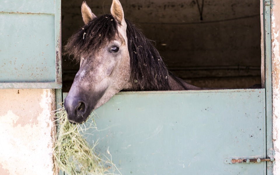 Abandoned, abused horses get a second chance at life
