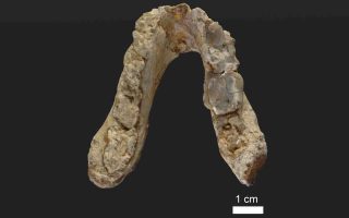 Fossils cast doubt on human lineage originating in Africa