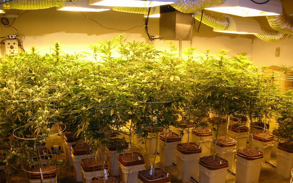 Cannabis nursery discovered in Lagonissi