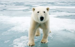 Adopt a Polar Bear | Holidays
