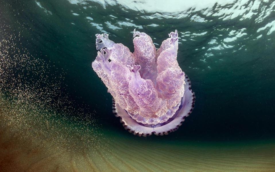 Purple jellyfish sightings in Ionian Sea cause concern