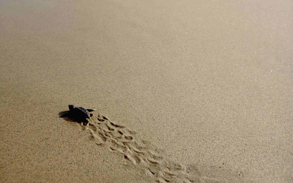 Eco groups seek stop to violations at Zakynthos turtle nesting site