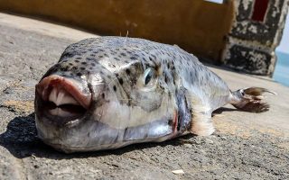 scientists-seeking-medical-potential-of-invasive-fish
