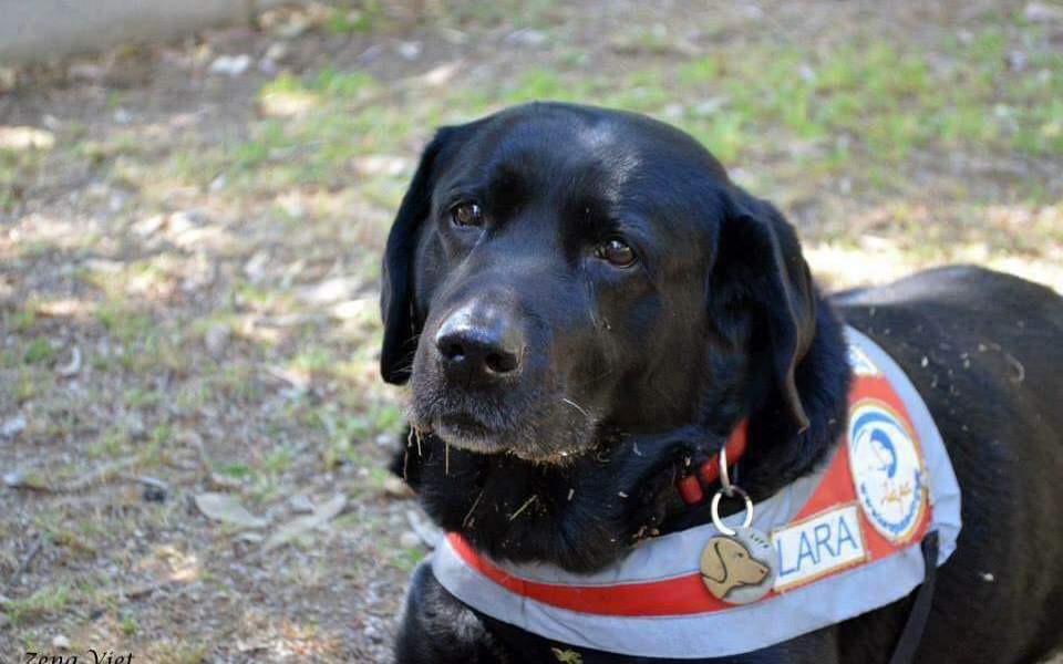 Greece’s first seeing eye dog dies at age of 16