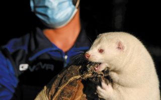 Greek mink farmers expected to raise production