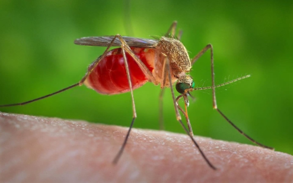 West Nile death toll rises to 20