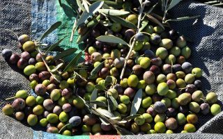 Greek olive oil exports record whopping 225% jump in 2002-2020