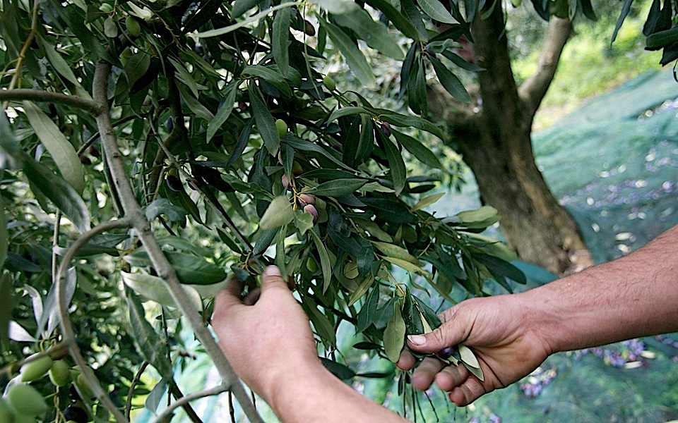 Greek olive farmers demand cash as bank fears grow