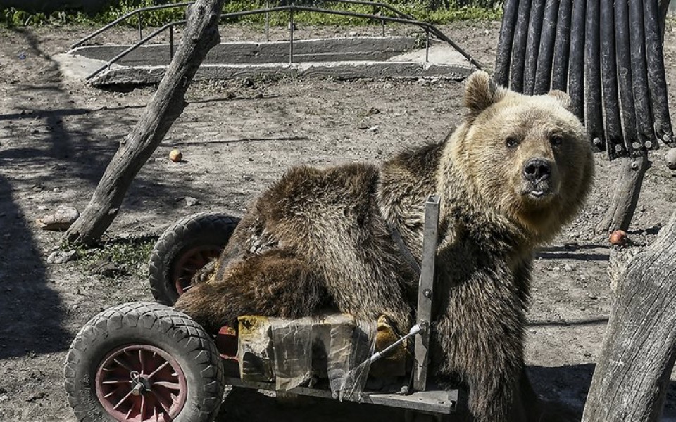 Paralyzed bear, Usko, dies