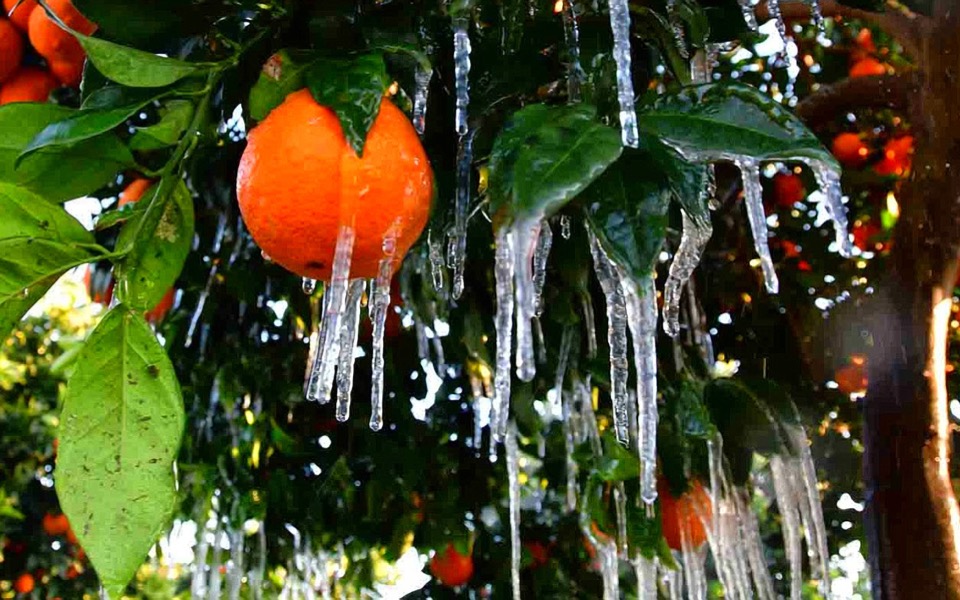 Cold snap grips orange orchards in Peloponnese