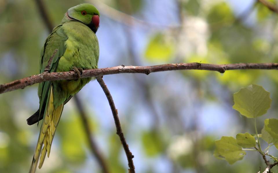 Ornithological Society carrying out parakeet count