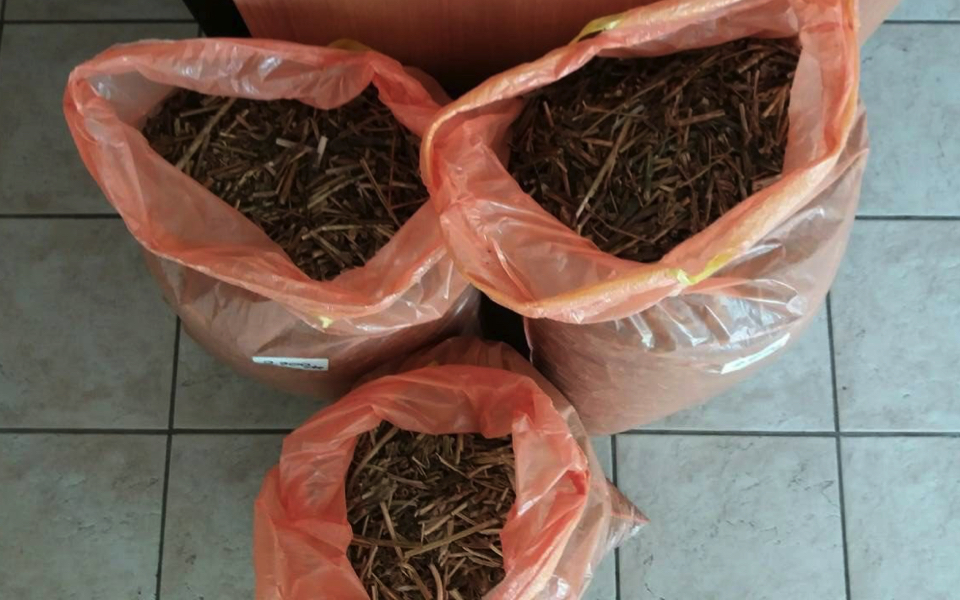 Police seize total of 3,700 opium poppy plants in Viotia