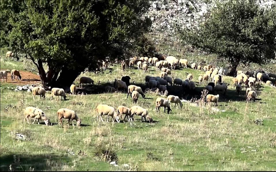 Lightning kills dozens of sheep in northern Greece