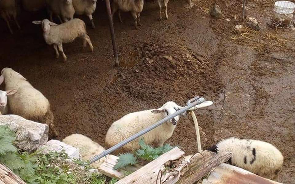 Farmer jailed for keeping sheep and dogs in ‘desperate’ conditions