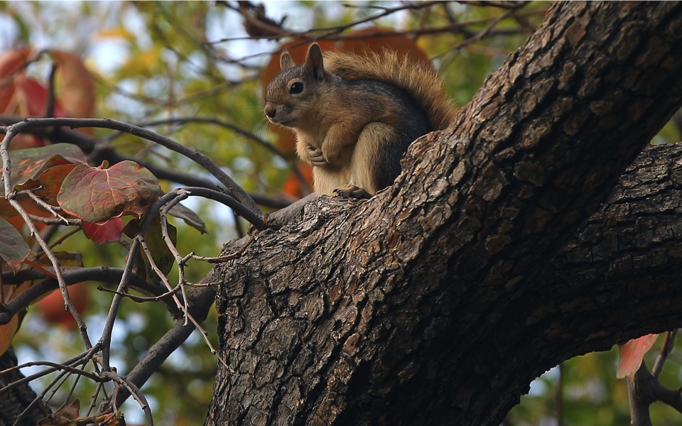 From its parks and telephone wires, Athens is home to a wealth of wildlife