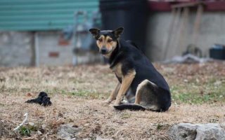 Court vindicates animal shelter in Crete after false charges of profiteering