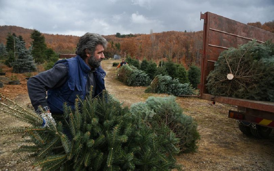 Locked down Greek fir tree farmers wait for Christmas miracle