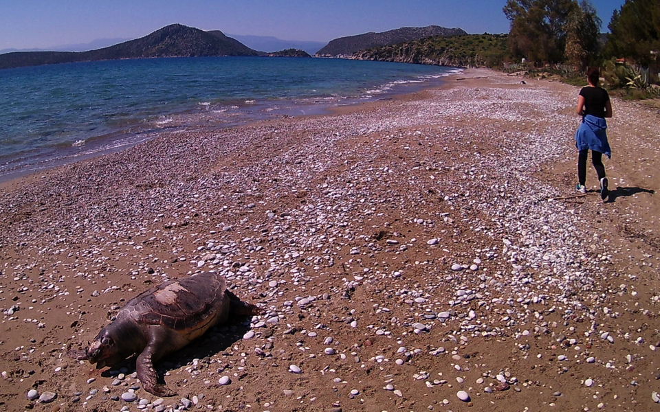 Sea turtle meets tragic end on Nafplio beach