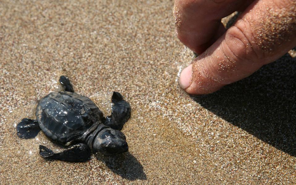 Summer’s first turtle hatchlings appear on Zakynthos