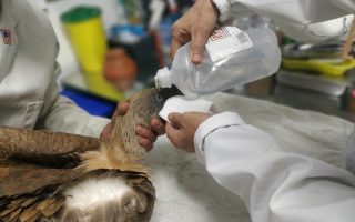 Nine vultures found poisoned in central Greece