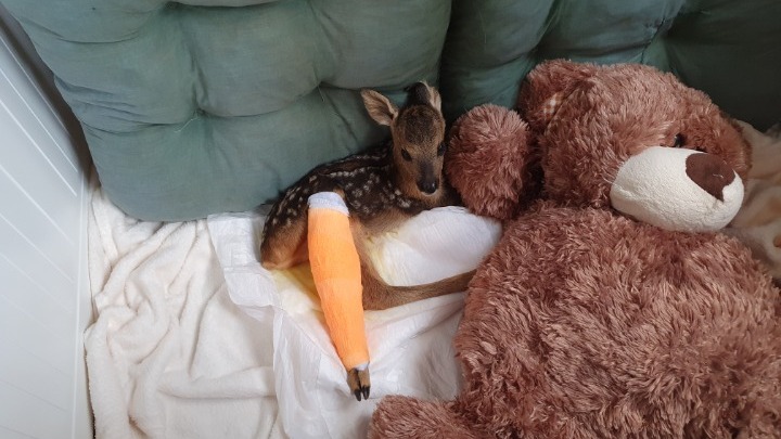 Baby roe deer with broken leg found in northern Greek forest