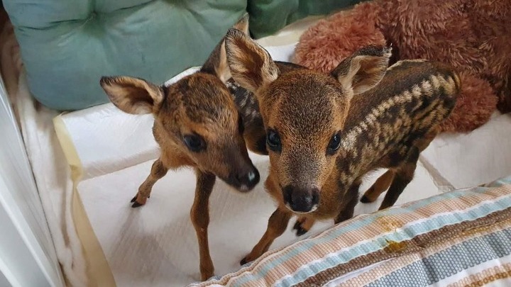 Injured baby deer gets new deer friend, Mata