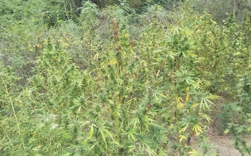 Man arrested for cultivating nearly 800 cannabis plants