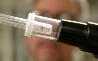 West Nile infections on the rise in central Macedonia