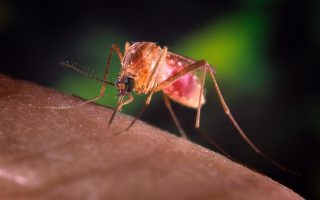 West Nile virus spreads to more parts of Attica