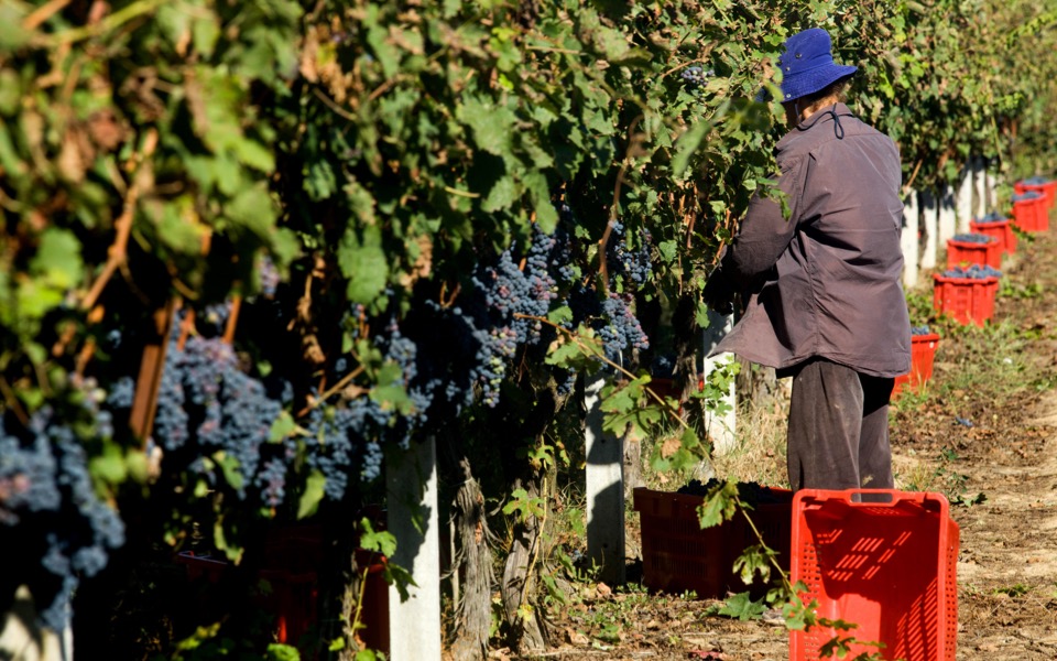 Europe’s wine industry may suffer with global warming, research shows