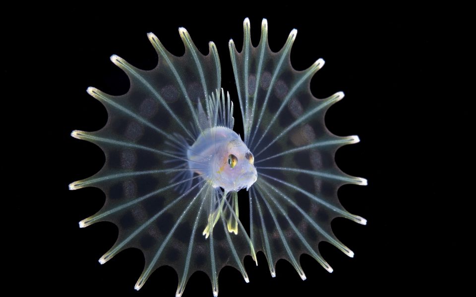 The ocean’s youngest monsters are ready for glamour shots