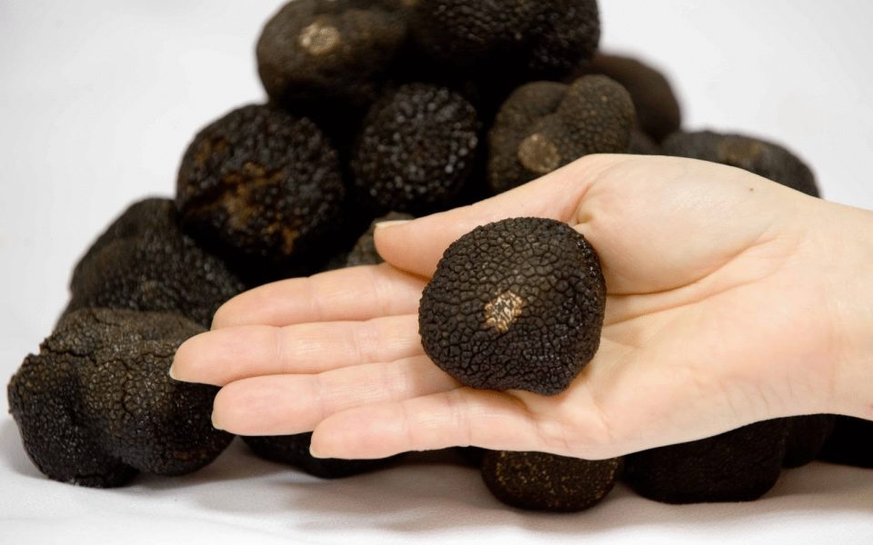 Greek truffles can now be sniffed out at top restaurants in the US