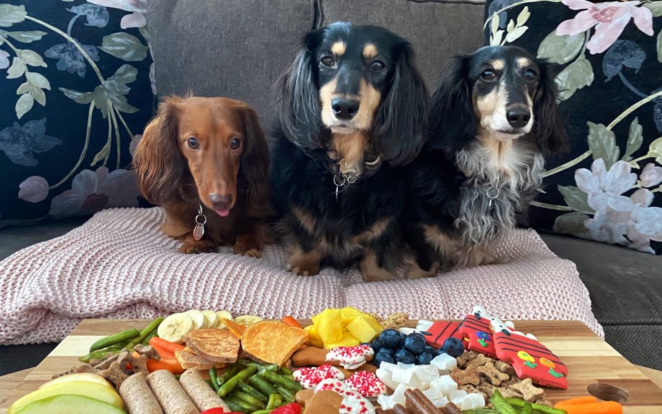 Dogs can have a little charcuterie, as a treat