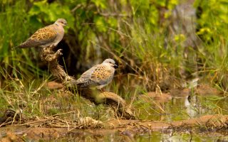 Wildlife NGO calls for end to illegal turtle dove hunting