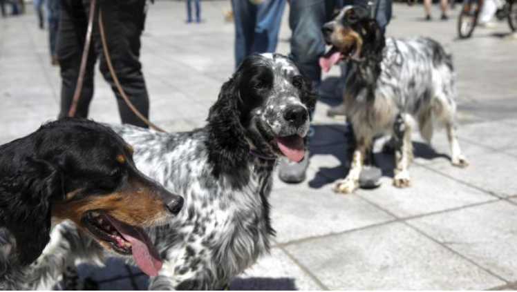 Greek dog owners protest mandatory sterilization of pets