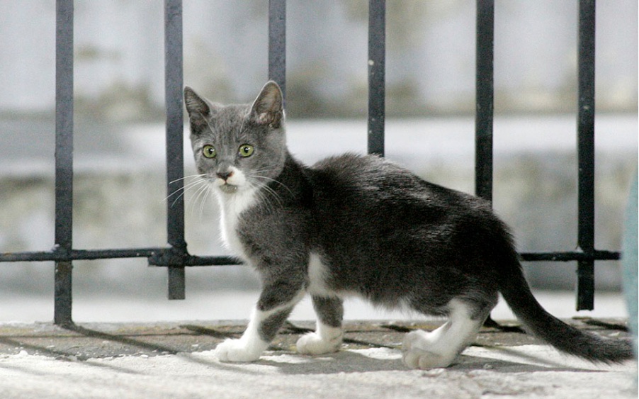 Man arrested in Volos for killing cat 