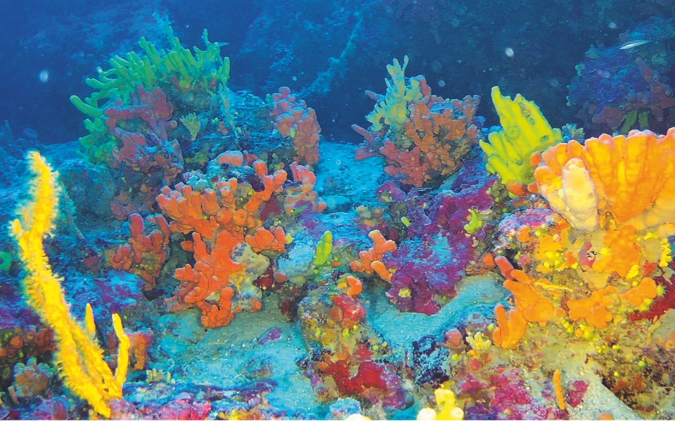 Ancient coral formations being explored
