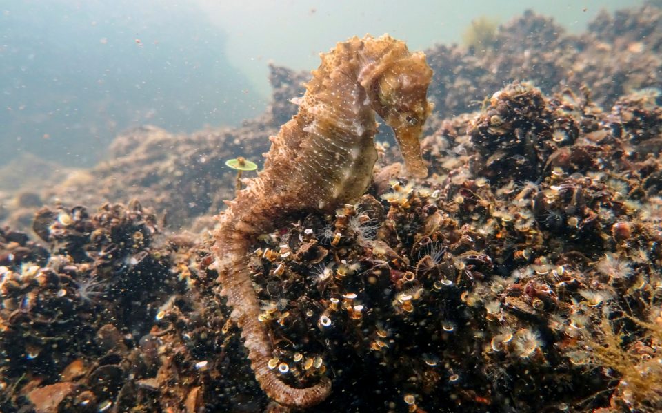 Divers spot endangered seahorses in polluted Greek lagoon