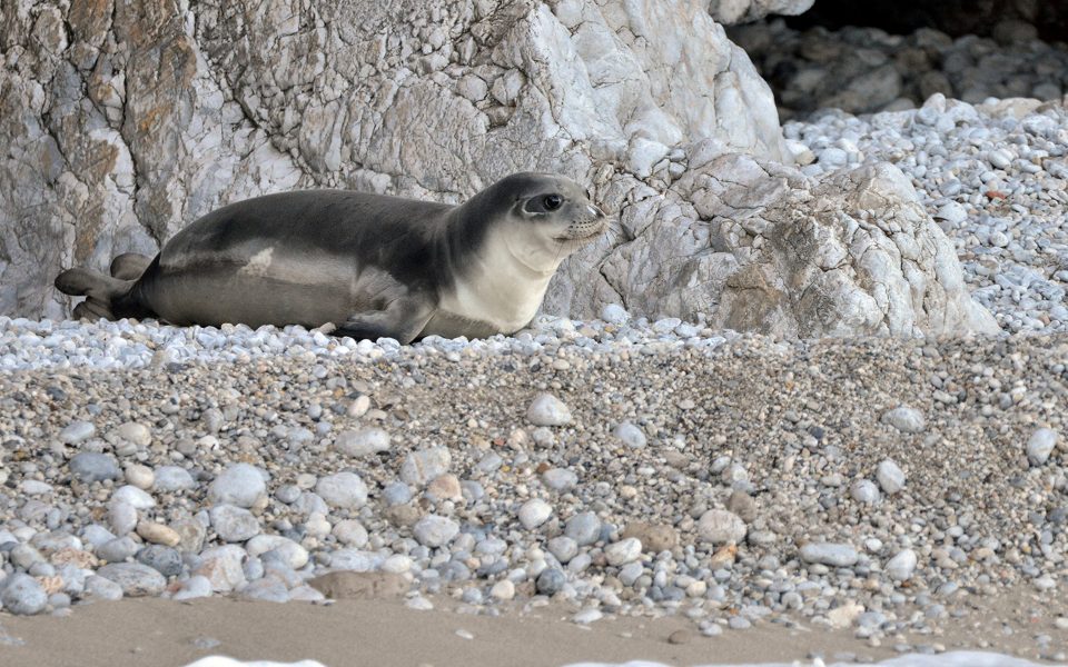 Outrage in Greece at killing of Kostis, a rare Monk seal rescued by fishermen