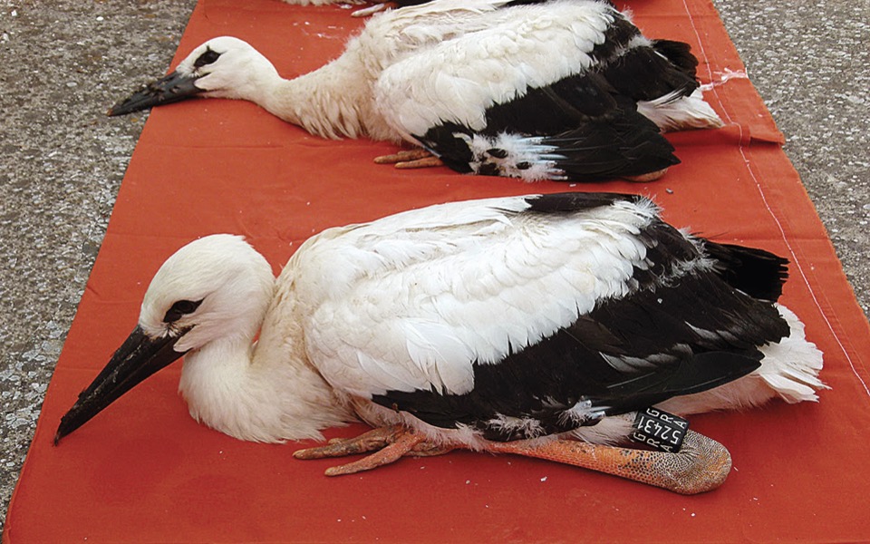 White stork chicks ringed