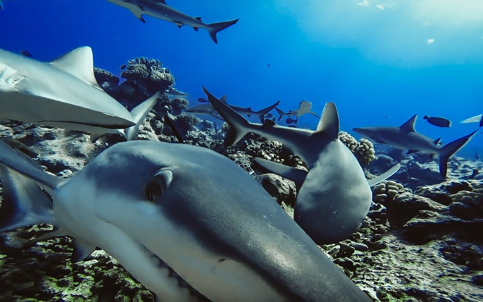 A push to relabel ‘shark attacks’