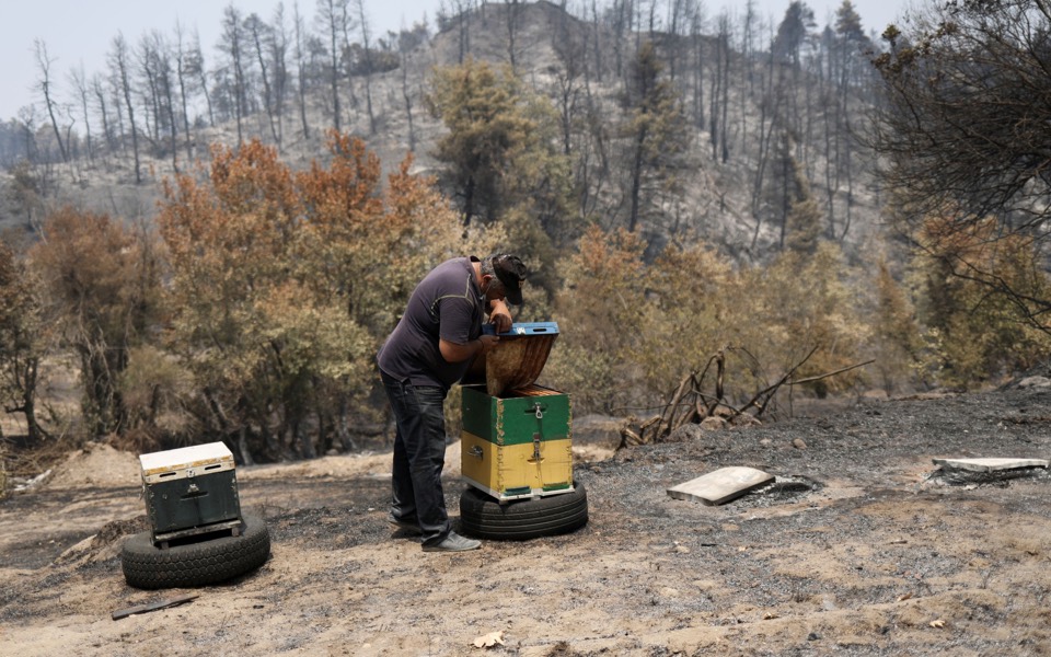 Beekeepers take big hit from summer fires
