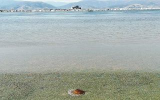 Jellyfish experiencing population boom