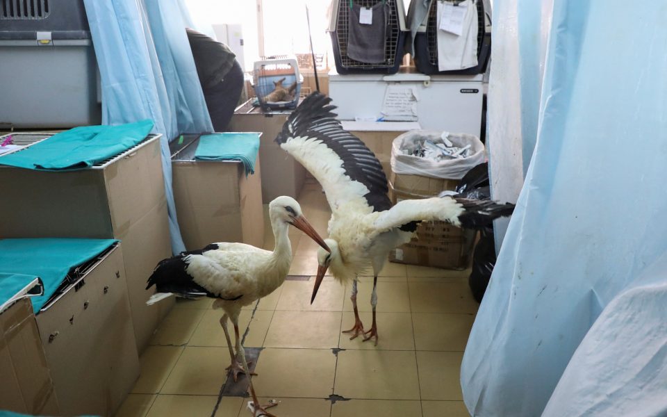 Disoriented by wildfires, migrating storks die crossing Greece