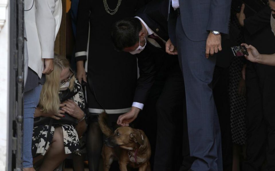 Top dog: PM’s pet interrupts news conference