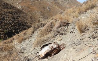 Investigation launched into shooting of golden eagle on Crete