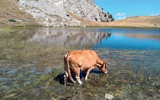 Cattle grazing banned around two alpine lakes