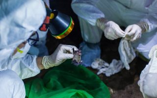 Bat research group failed to submit virus studies promptly, NIH says
