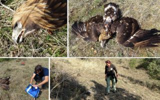 Golden eagle found poisoned