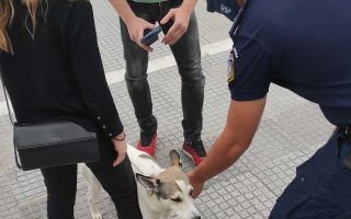 Fifteen pet law violations recorded in Thessaloniki last month